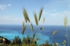 04011_kalamitsi_20110520_1121697794