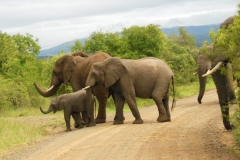 suedafrika2013_20130301_1938403773