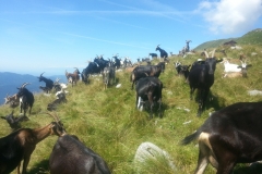 03.08.2016 Slowenien