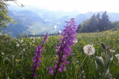 30.05.2017 Herndleck