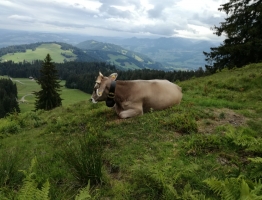 IVorarlberg/Allgäu