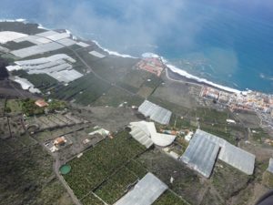 Bananenplantagen überall